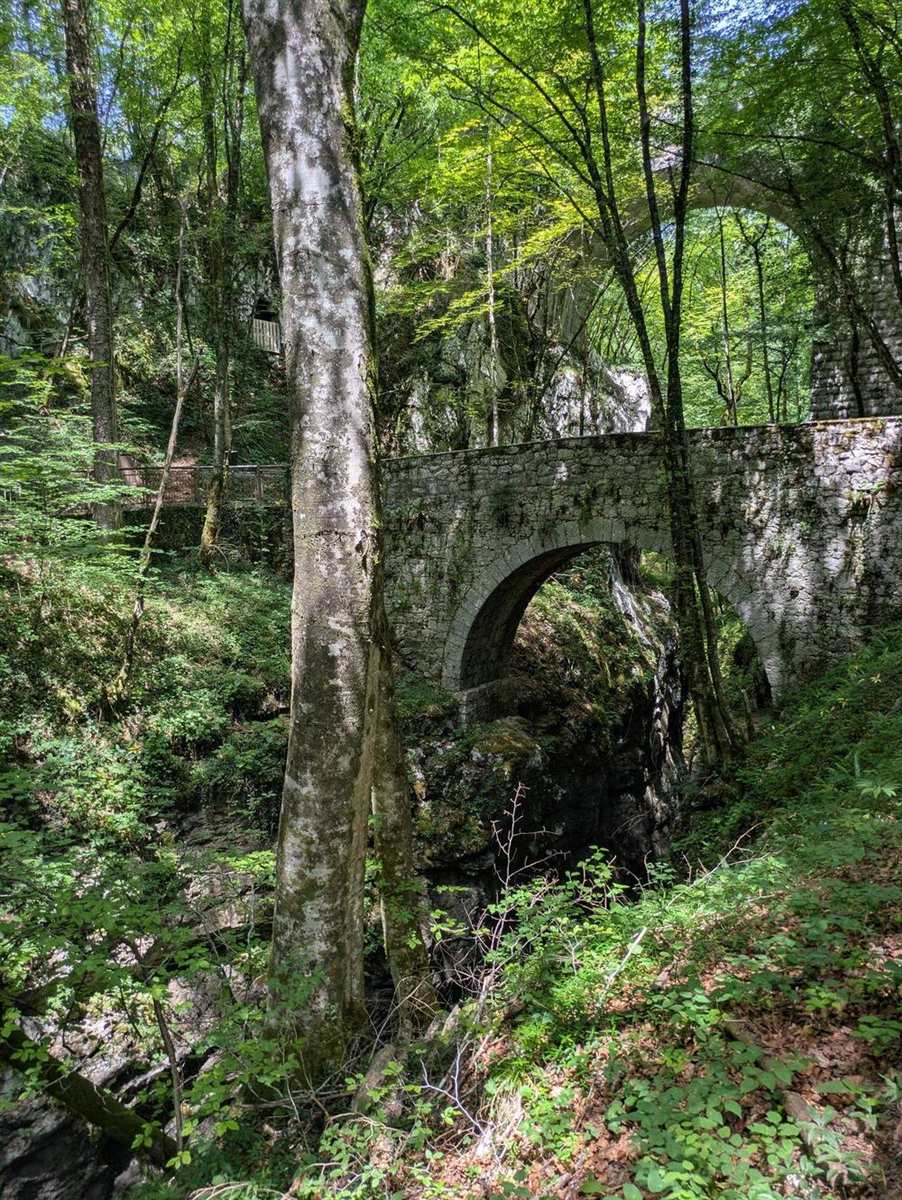 Bosco attraversato dalla luce